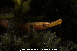 Juvenile Greater pipefish (Syngnathus acus) shot in Sesim... by Joao Pedro Tojal Loia Soares Silva 